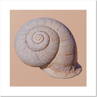 Snail Shell Posters and Art